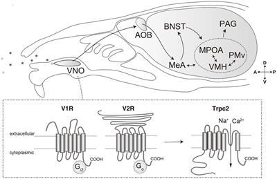 Neural basis for pheromone signal transduction in mice